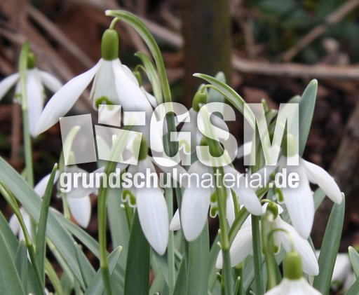 Schneeglöckchen 012.jpg